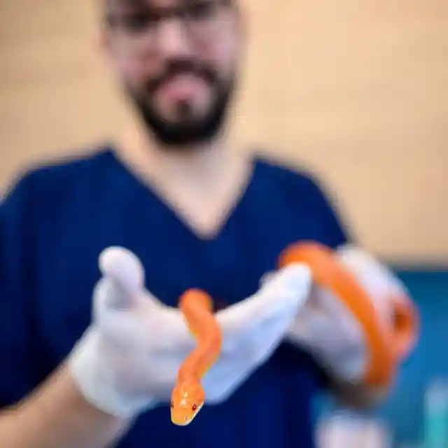 A Slithering Recovery