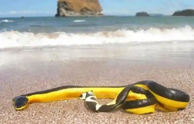 The World's Deadliest Beaches