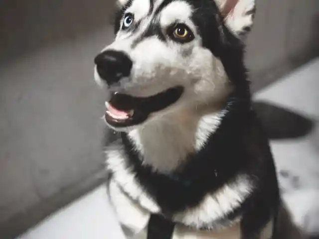 A Devoted Husky