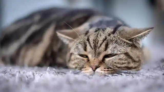 The Vibrant Cat
