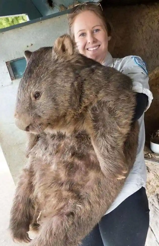 40 Animals That Will Shock Everyone With Their Size
