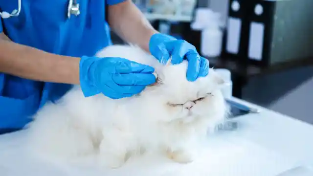 The Veterinary Clinic