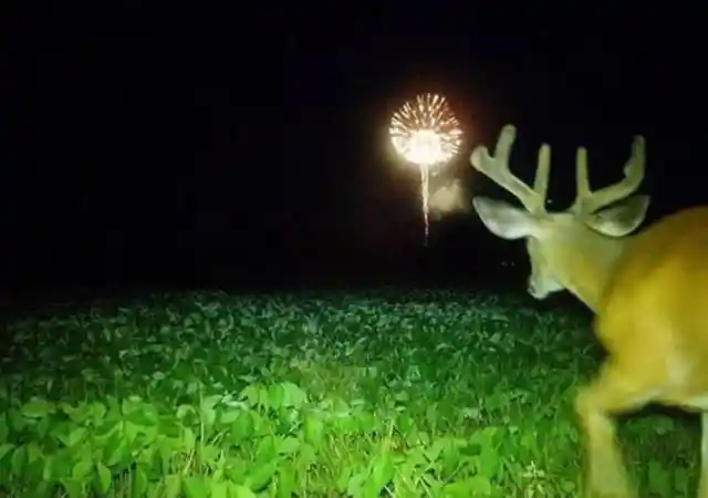 Buck and the Fireworks