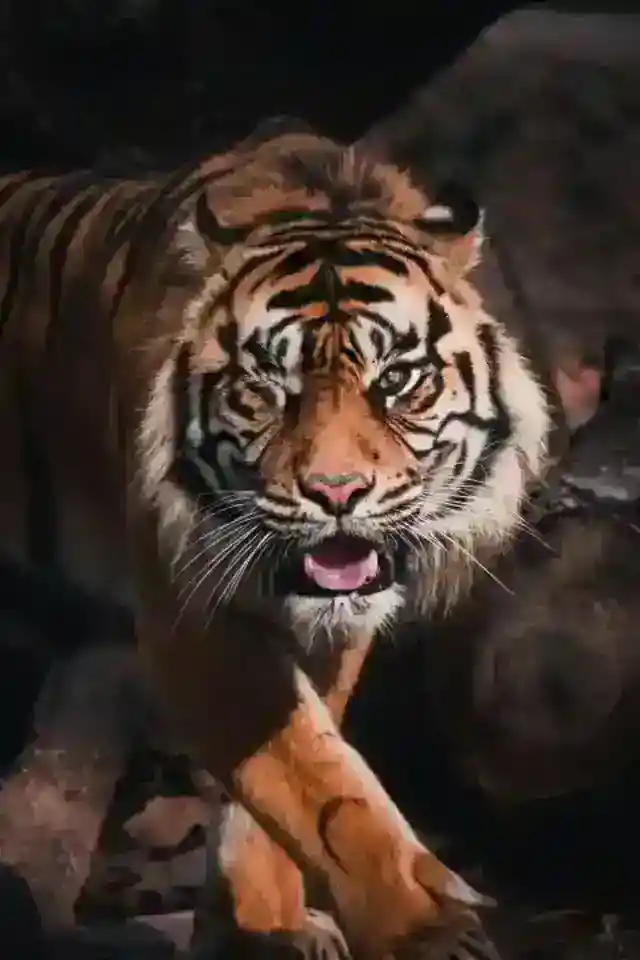 さらなる攻撃性