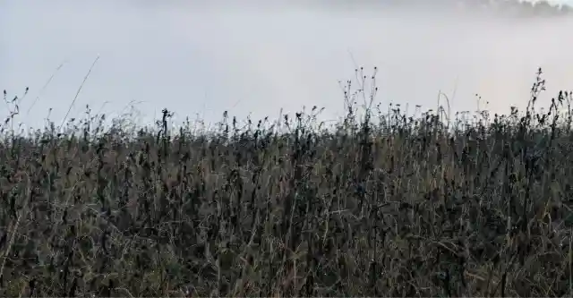 The Field’s New Purpose