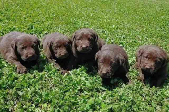 Why Weren’t They Growing?