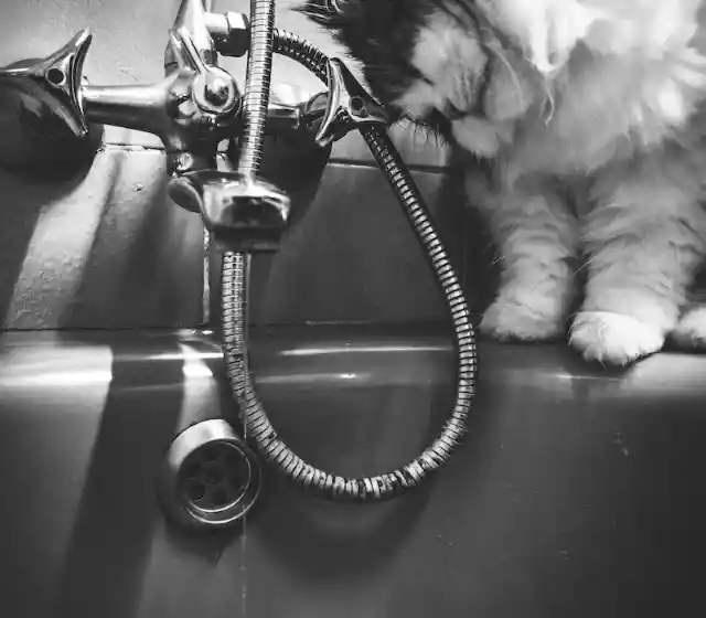 Staring Into The Drain