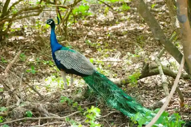 If Mr. Peter’s peacock lays an egg in Mr. Mike’s yard, who owns the egg?