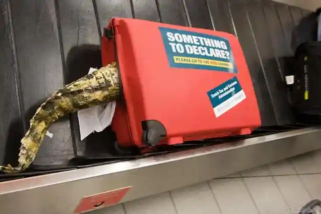 Crocodile Dun Don't
