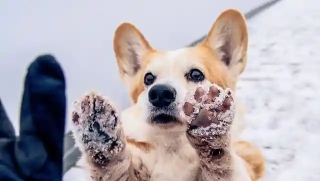 Homemade Dog Pedicure