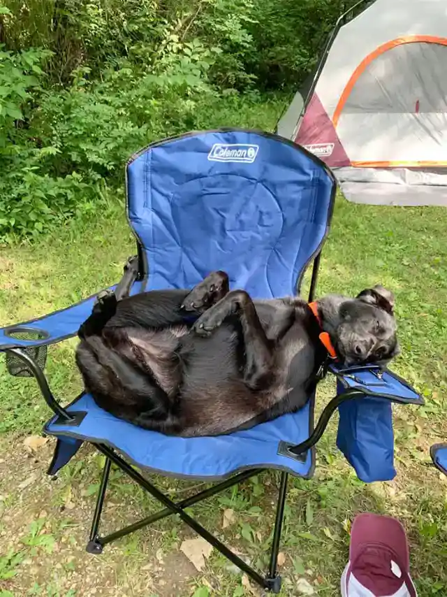 Paws and Relaxation