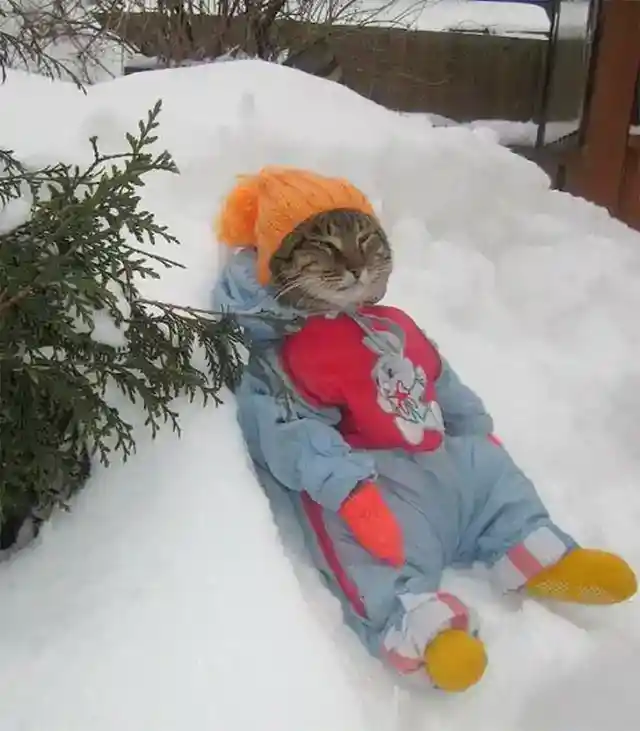 Peaceful Snow Cat