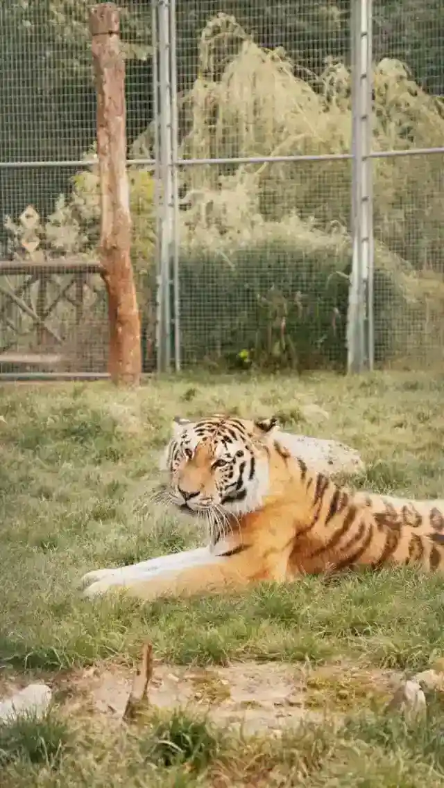 Move away from the cage