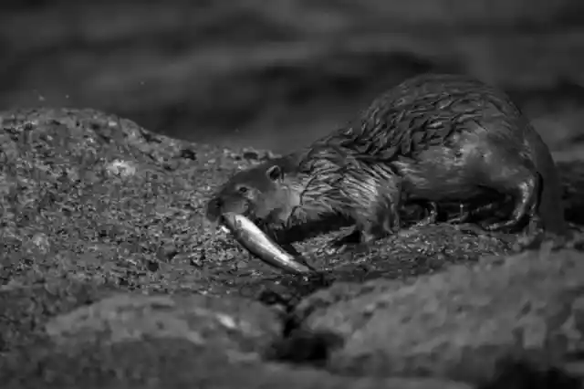 An Otter Devouring a Fish