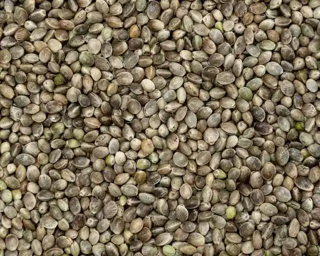 Hemp Seeds