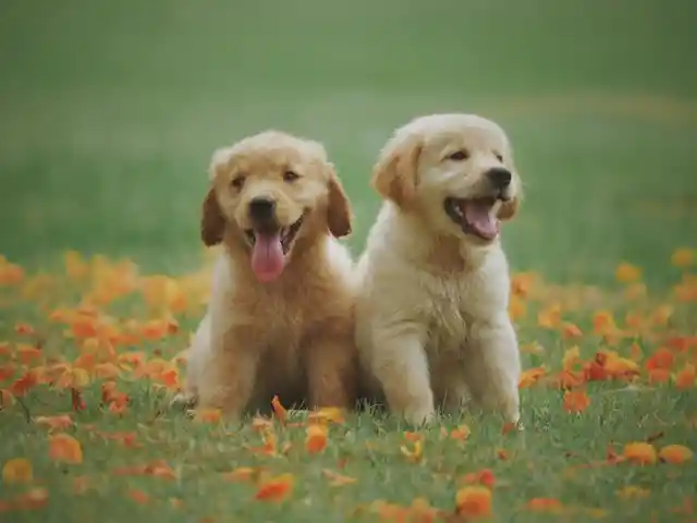Hybrid