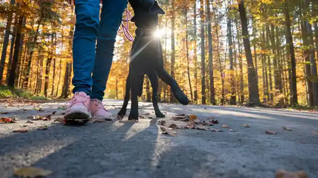 Mom Realizes What Neighbor Did After Dog Keeps Barking At The Trash Bag