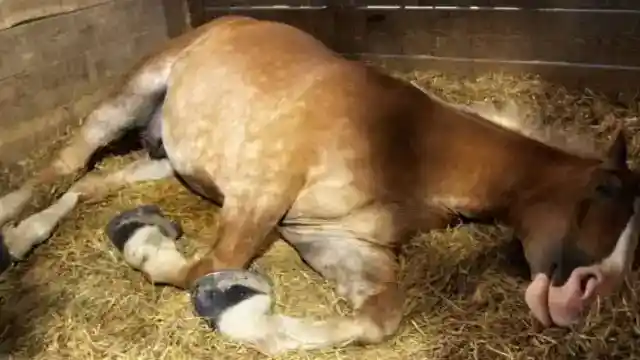 With The Help Of The Officers