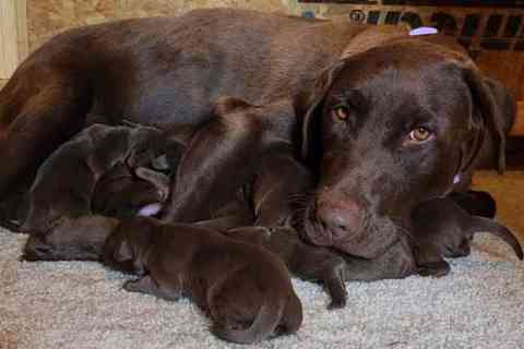 One Puppy Didn’t Move
