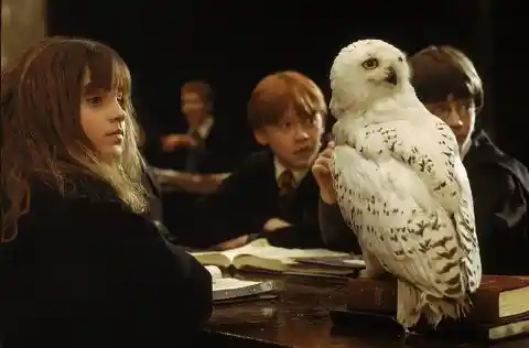 What was the name of Harry’s owl?