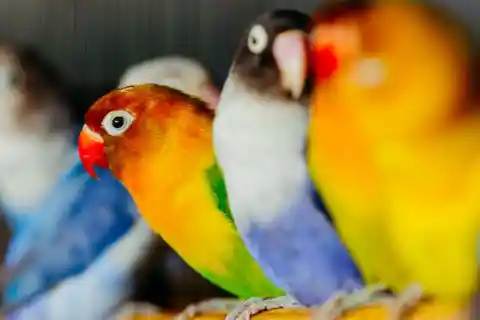 A Small Lovebird