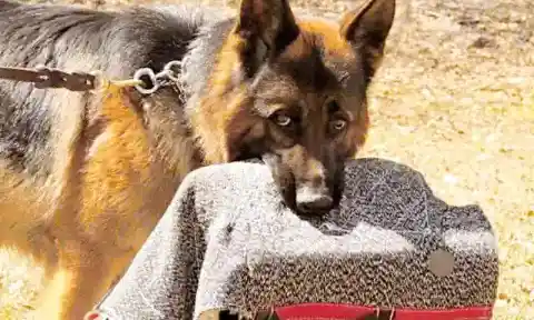 New Dog