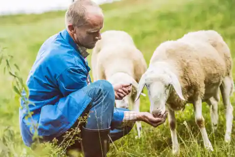 Jim The Sheep Farmer