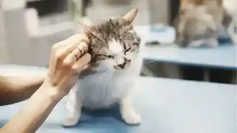 子猫たちは無事