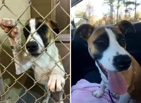 Snapshots Of Shelter Dogs The Second They Get Adopted
