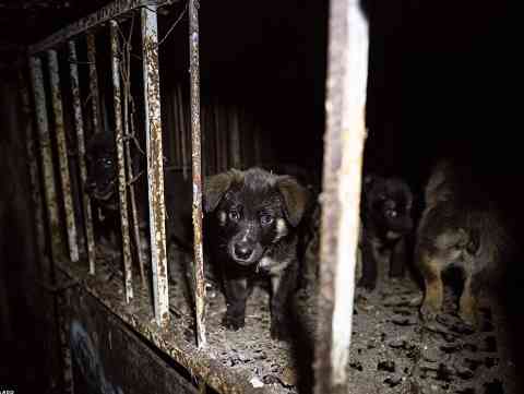 Caged Souls