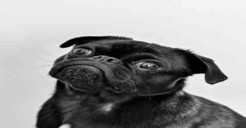 Mystery of the Abandoned Dog: Unsettling Discoveries in a Safe Neighborhood