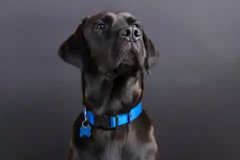 Jacko’s collar