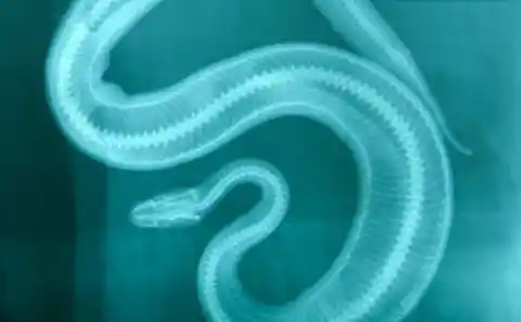Taking Care Of A Snake