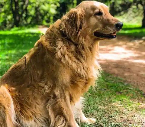 Cherished Mixed-Breed Dog