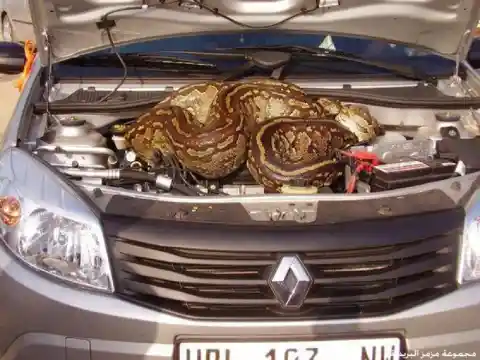 40 Ridiculous Things Found Inside Cars