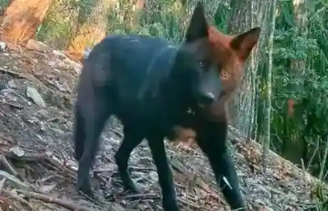 Spectacular Trail Cameras