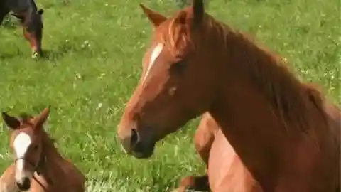 A Foal Named Siempre