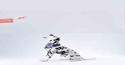 Mystery of the Canine Compassion: A Heartfelt Puzzle