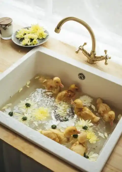Fluffy Duckling