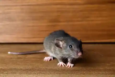 Little Knocks