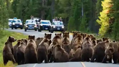 Not Your Average Traffic Stop