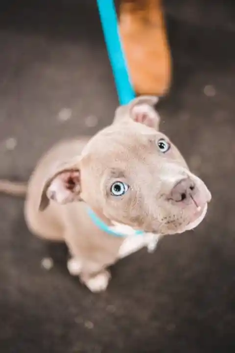The Best Dog