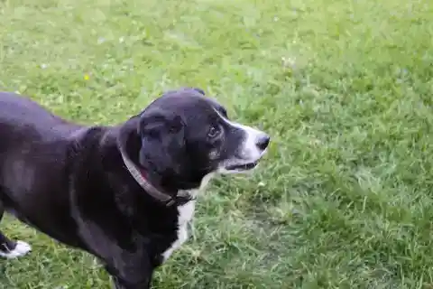 While My Sisters Fought for Grandma's House, All I Took Was Her Old Dog — I Was Speechless When I Scanned the QR Code on His Collar