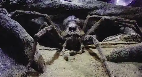 What is the name of Hagrid’s giant spider?