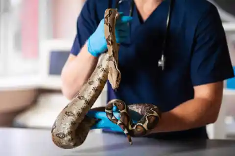 Ask The Vet