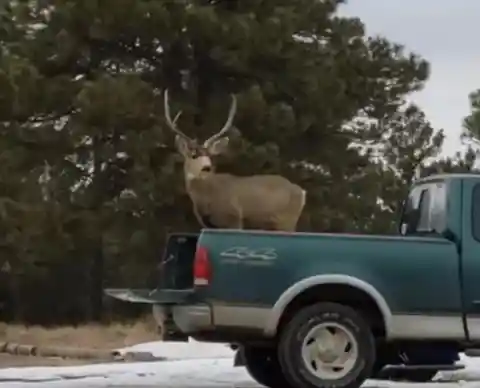 What the Elk?