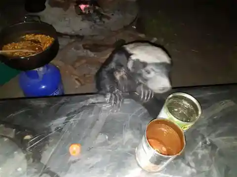 The Hungry Honey Badger