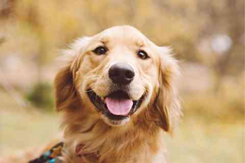 Man’s Best Friend