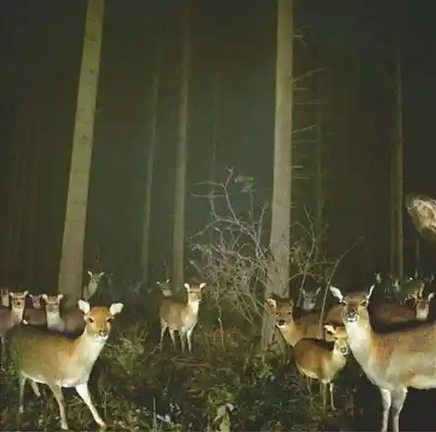 “The Deer Illuminati Meeting”