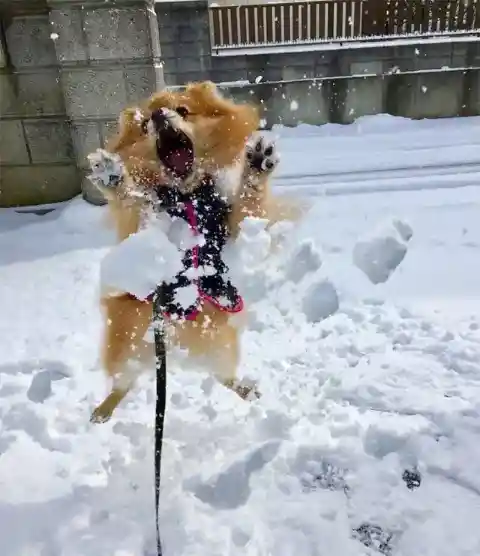Happy Snowtime for a Leashed Pup